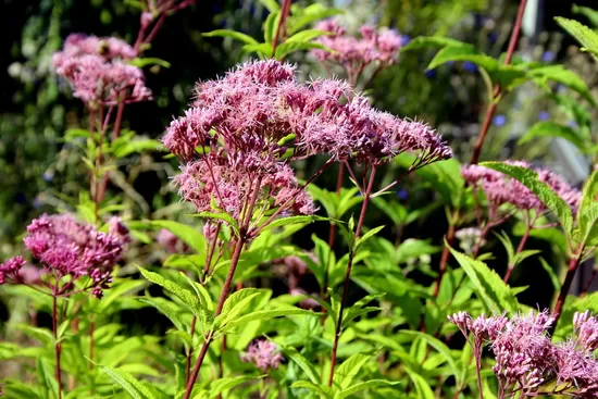  715. Purpura krastkaņepe (Eupatorium purpureum) (1,5 l konteiners)